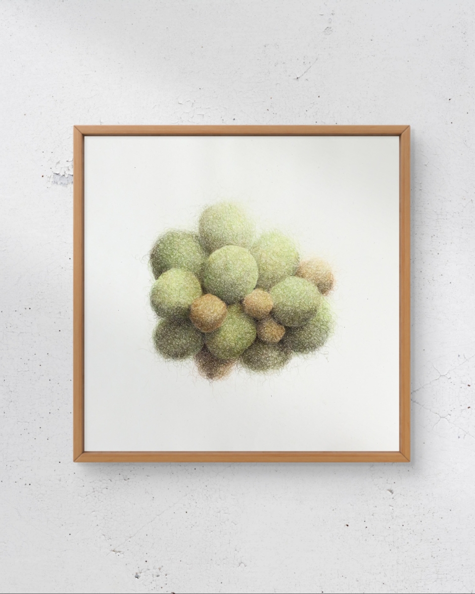„Mały pączek zielony” | kolekcja „Z perspektywy Hortona”